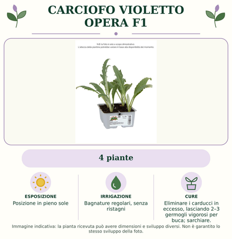 Carciofo Violetto Opera F1: 4 piante. Posizione in pieno sole. Bagnature regolari, senza ristagni. Eliminare i carducci in eccesso, lasciando 2–3 germogli vigorosi per buca; sarchiare.. Immagine indicativa.