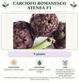 Carciofo Romanesco Atenea F1: 4 piante. Posizione in pieno sole. Bagnature regolari, senza ristagni. Eliminare i carducci in eccesso, lasciando 2–3 germogli vigorosi per buca; sarchiare.. Immagine indicativa.