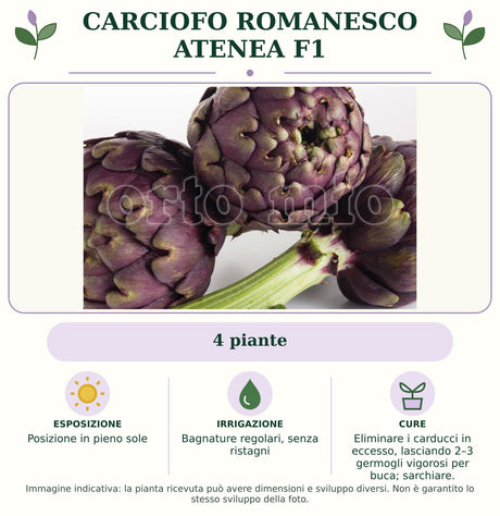 Carciofo Romanesco Atenea F1: 4 piante. Posizione in pieno sole. Bagnature regolari, senza ristagni. Eliminare i carducci in eccesso, lasciando 2–3 germogli vigorosi per buca; sarchiare.. Immagine indicativa.