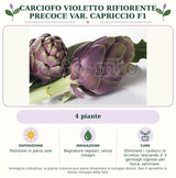 Carciofo Violetto Rifiorente precoce var. Capriccio F1: 4 piante. Posizione in pieno sole. Bagnature regolari, senza ristagni. Eliminare i carducci in eccesso, lasciando 2–3 germogli vigorosi per buca; sarchiare.. Immagine indicativa.