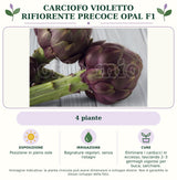 Carciofo Violetto rifiorente precoce Opal F1: 4 piante. Posizione in pieno sole. Bagnature regolari, senza ristagni. Eliminare i carducci in eccesso, lasciando 2–3 germogli vigorosi per buca; sarchiare.. Immagine indicativa.