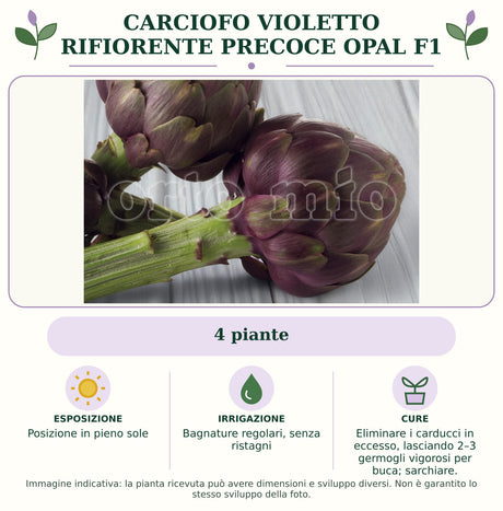Carciofo Violetto rifiorente precoce Opal F1: 4 piante. Posizione in pieno sole. Bagnature regolari, senza ristagni. Eliminare i carducci in eccesso, lasciando 2–3 germogli vigorosi per buca; sarchiare.. Immagine indicativa.