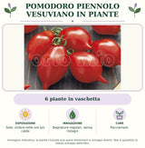 Pomodoro Piennolo Vesuviano in piante: 6 piante in vaschetta. Sole; ombra nelle ore più calde. Bagnature regolari, senza ristagni. Pacciamare.. Immagine indicativa.