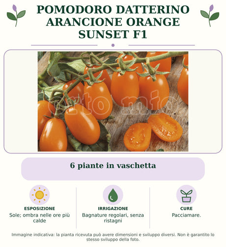 Pomodoro datterino arancione Orange Sunset F1: 6 piante in vaschetta. Sole; ombra nelle ore più calde. Bagnature regolari, senza ristagni. Pacciamare. Immagine indicativa.