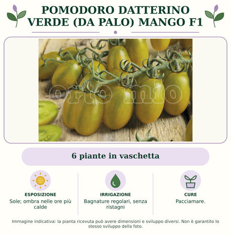 Pomodoro datterino verde (da palo) Mango F1: 6 piante in vaschetta. Sole; ombra nelle ore più calde. Bagnature regolari, senza ristagni. Pacciamare.. Immagine indicativa.