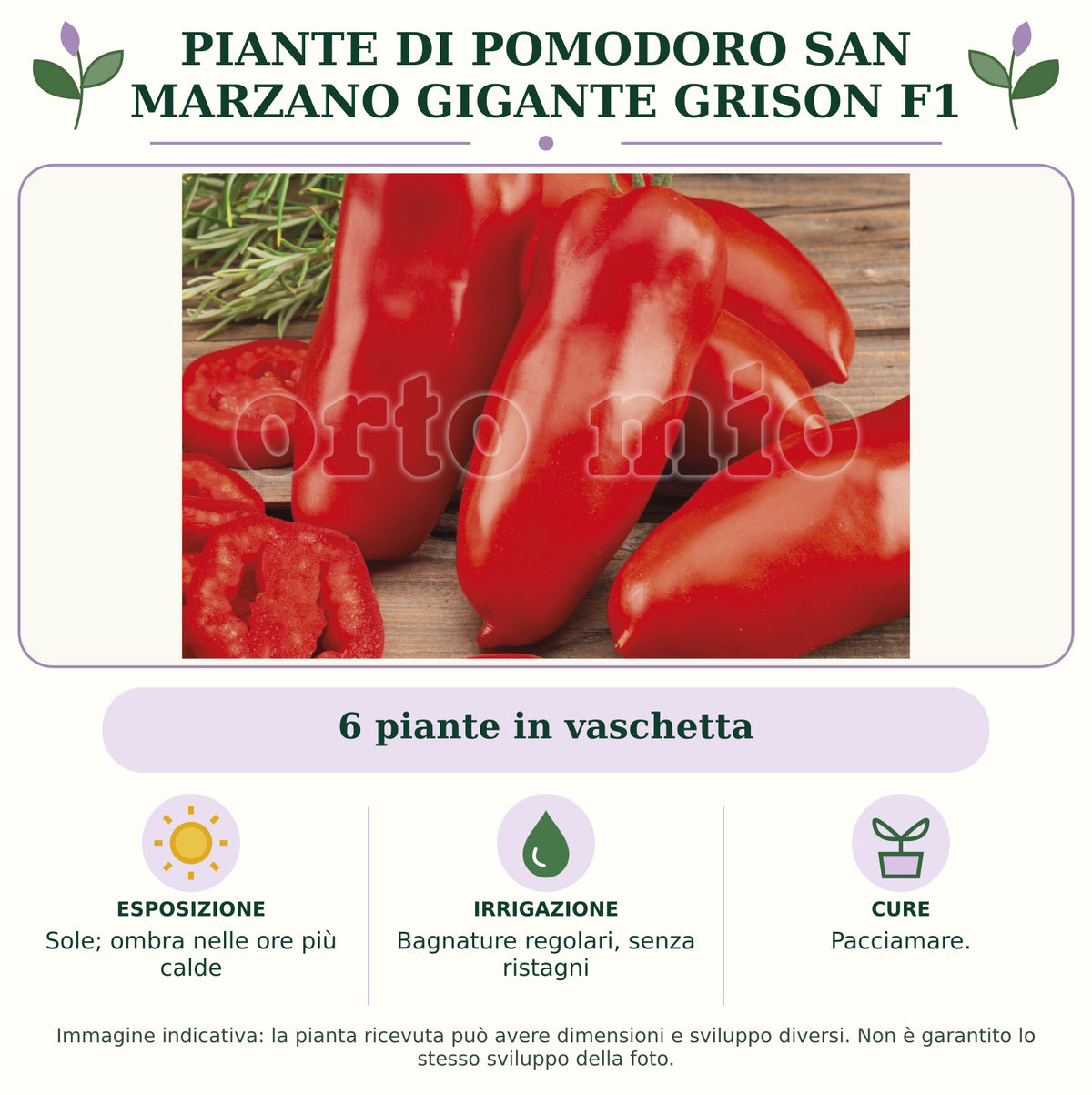 Piante di Pomodoro San Marzano gigante Grison F1: 6 piante in vaschetta. Sole; ombra nelle ore più calde. Bagnature regolari, senza ristagni. Pacciamare.. Immagine indicativa.