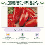 Piante di Pomodoro San Marzano gigante Grison F1: 6 piante in vaschetta. Sole; ombra nelle ore più calde. Bagnature regolari, senza ristagni. Pacciamare.. Immagine indicativa.