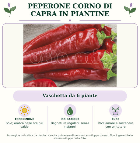 Peperone Corno di Capra in piantine: Vaschetta da 6 piante. Sole; ombra nelle ore più calde. Bagnature regolari, senza ristagni. Pacciamare e sostenere con un tutore. Immagine indicativa.
