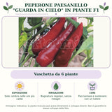Peperone Paesanello "guarda in cielo" in piante F1: Vaschetta da 6 piante. Sole; ombra nelle ore più calde. Bagnature regolari, senza ristagni. Pacciamare e sostenere con un tutore. Immagine indicativa.