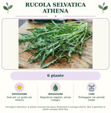 Rucola selvatica Athena: 6 piante. Sole per un gusto più intenso. Bagnature regolari, senza ristagni. Proteggere nei periodi freddi. Immagine indicativa.