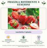 Fragola rifiorente 4 stagioni: vaschetta 4 piante. Sole; ombra nelle ore più calde. Mantenere fresco il terreno. Pacciamare e ombreggiare i nuovi trapianti estivi.. Immagine indicativa.