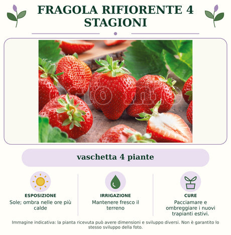 Fragola rifiorente 4 stagioni: vaschetta 4 piante. Sole; ombra nelle ore più calde. Mantenere fresco il terreno. Pacciamare e ombreggiare i nuovi trapianti estivi.. Immagine indicativa.