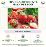 Fragola Rifiorente Mara des Bois: vaschetta 4 piante. Sole; ombra nelle ore più calde. Mantenere fresco il terreno. Pacciamare e ombreggiare i nuovi trapianti estivi.. Immagine indicativa.