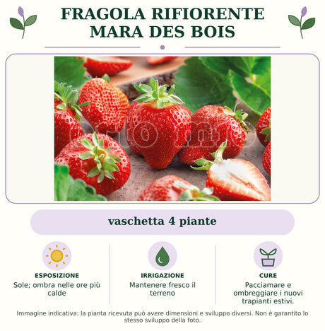 Fragola Rifiorente Mara des Bois: vaschetta 4 piante. Sole; ombra nelle ore più calde. Mantenere fresco il terreno. Pacciamare e ombreggiare i nuovi trapianti estivi.. Immagine indicativa.