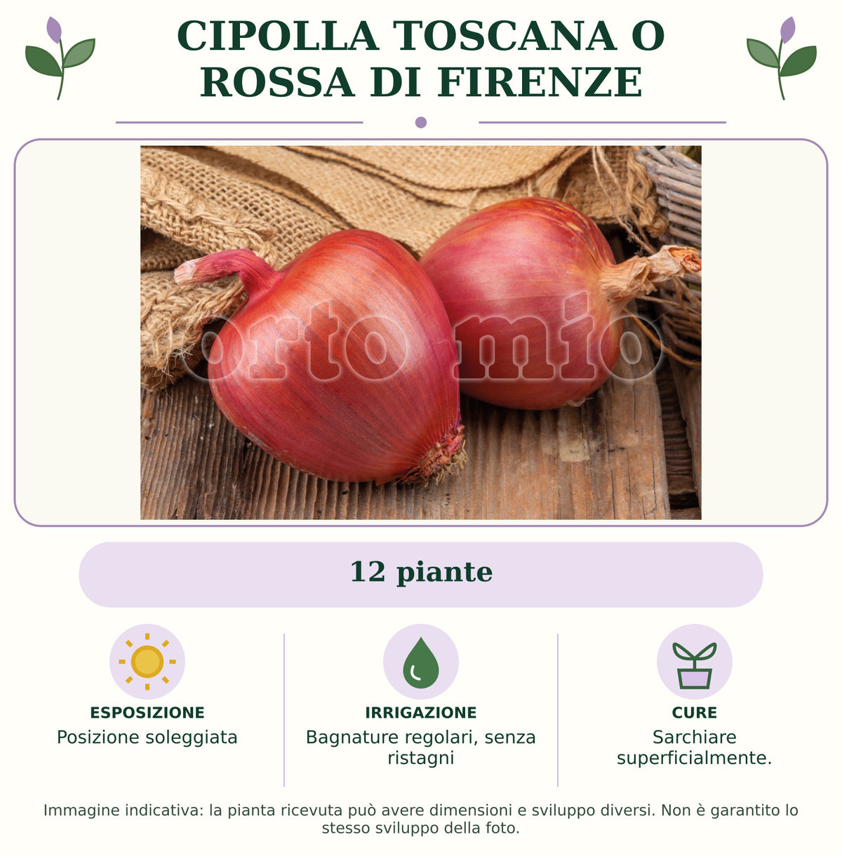 Cipolla toscana o rossa di Firenze: 12 piante. Posizione soleggiata. Bagnature regolari, senza ristagni. Sarchiare superficialmente.. Immagine indicativa.