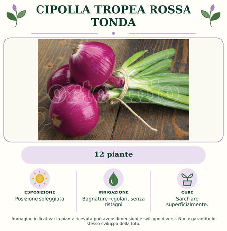 Cipolla Tropea Rossa Tonda: 12 piante. Posizione soleggiata. Bagnature regolari, senza ristagni. Sarchiare superficialmente.. Immagine indicativa.