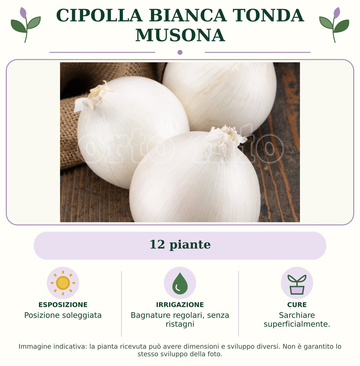Cipolla bianca tonda Musona: 12 piante. Posizione soleggiata. Bagnature regolari, senza ristagni. Sarchiare superficialmente.. Immagine indicativa.