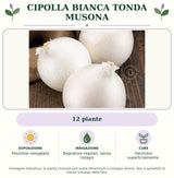 Cipolla bianca tonda Musona: 12 piante. Posizione soleggiata. Bagnature regolari, senza ristagni. Sarchiare superficialmente.. Immagine indicativa.