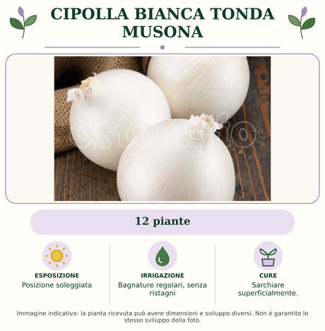 Cipolla bianca tonda Musona: 12 piante. Posizione soleggiata. Bagnature regolari, senza ristagni. Sarchiare superficialmente.. Immagine indicativa.