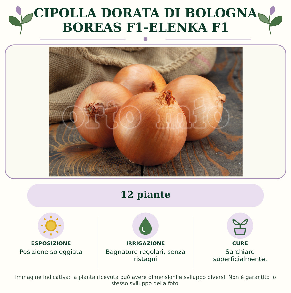 Cipolla dorata di Bologna Boreas F1-Elenka F1: 12 piante. Posizione soleggiata. Bagnature regolari, senza ristagni. Sarchiare superficialmente.. Immagine indicativa.