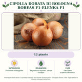 Cipolla dorata di Bologna Boreas F1-Elenka F1: 12 piante. Posizione soleggiata. Bagnature regolari, senza ristagni. Sarchiare superficialmente.. Immagine indicativa.