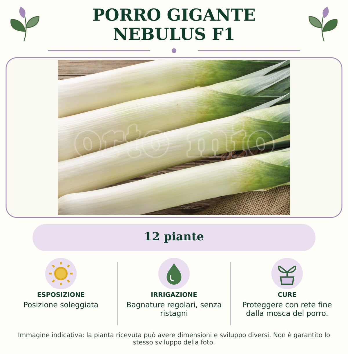 Porro Gigante Nebulus F1: 12 piante. Posizione soleggiata. Bagnature regolari, senza ristagni. Proteggere con rete fine dalla mosca del porro.. Immagine indicativa.