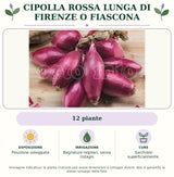 Cipolla rossa lunga di Firenze o Fiascona: 12 piante. Posizione soleggiata. Bagnature regolari, senza ristagni. Sarchiare superficialmente.. Immagine indicativa.