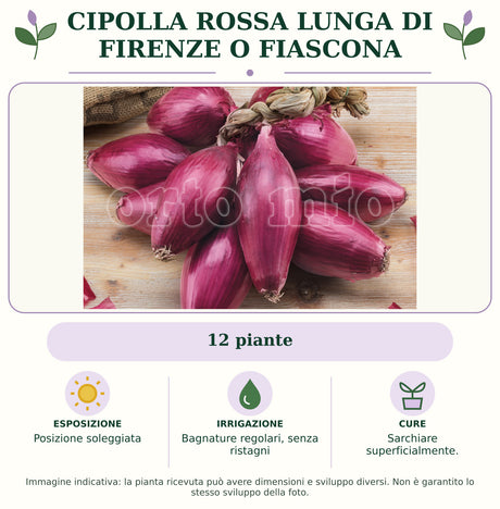 Cipolla rossa lunga di Firenze o Fiascona: 12 piante. Posizione soleggiata. Bagnature regolari, senza ristagni. Sarchiare superficialmente.. Immagine indicativa.