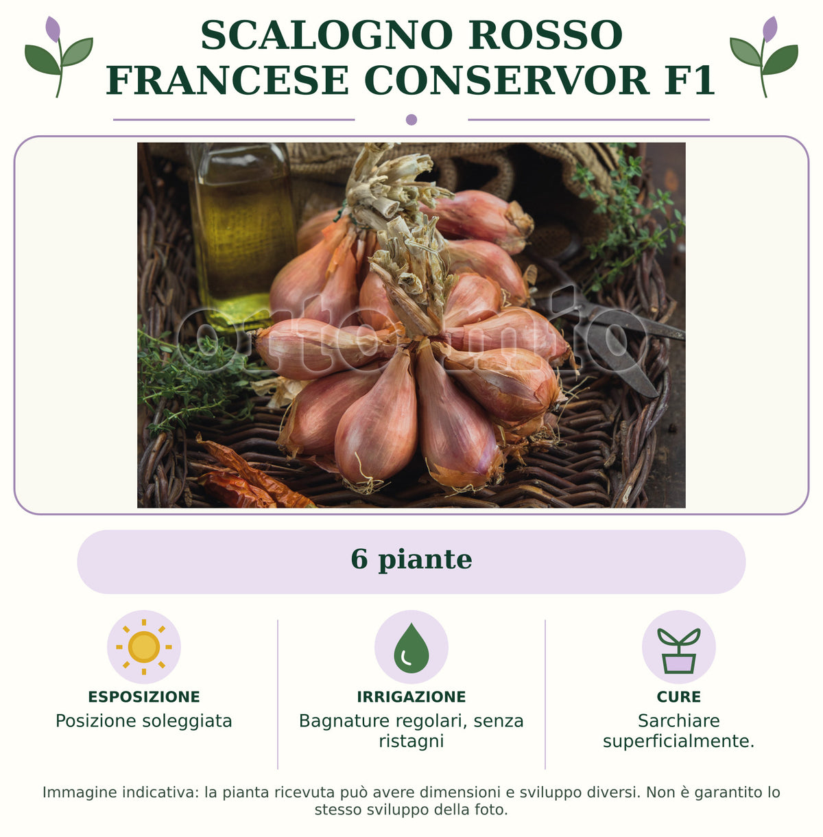 Scalogno rosso francese Conservor F1: 6 piante. Posizione soleggiata. Bagnature regolari, senza ristagni. Sarchiare superficialmente.. Immagine indicativa.