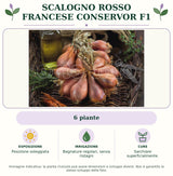 Scalogno rosso francese Conservor F1: 6 piante. Posizione soleggiata. Bagnature regolari, senza ristagni. Sarchiare superficialmente.. Immagine indicativa.