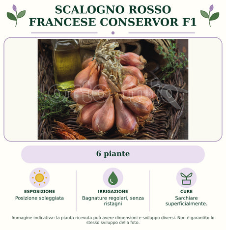 Scalogno rosso francese Conservor F1: 6 piante. Posizione soleggiata. Bagnature regolari, senza ristagni. Sarchiare superficialmente.. Immagine indicativa.