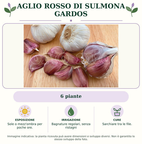 Aglio rosso di Sulmona Gardos: 6 piante. Sole o mezz'ombra per poche ore.. Bagnature regolari, senza ristagni. Sarchiare tra le file.. Immagine indicativa.