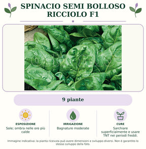 Spinacio Semi bolloso Ricciolo F1: 9 piante. Sole; ombra nelle ore più calde. Bagnature moderate. Sarchiare superficialmente e usare TNT nei periodi freddi.. Immagine indicativa.