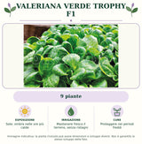 Valeriana Verde Trophy F1: 9 piante. Sole; ombra nelle ore più calde. Mantenere fresco il terreno, senza ristagni. Proteggere nei periodi freddi. Immagine indicativa.