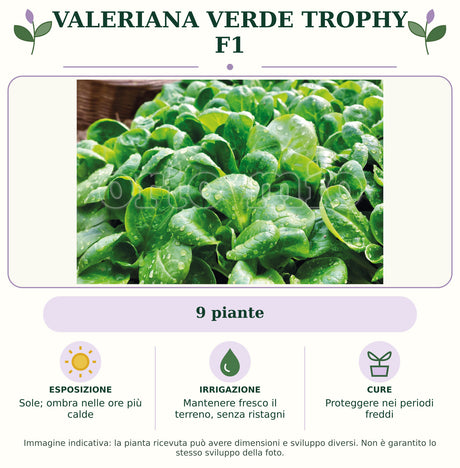 Valeriana Verde Trophy F1: 9 piante. Sole; ombra nelle ore più calde. Mantenere fresco il terreno, senza ristagni. Proteggere nei periodi freddi. Immagine indicativa.