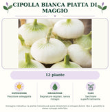 Cipolla bianca piatta di Maggio: 12 piante. Posizione soleggiata. Bagnature regolari, senza ristagni. Sarchiare superficialmente.. Immagine indicativa.
