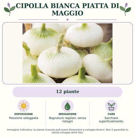 Cipolla bianca piatta di Maggio: 12 piante. Posizione soleggiata. Bagnature regolari, senza ristagni. Sarchiare superficialmente.. Immagine indicativa.