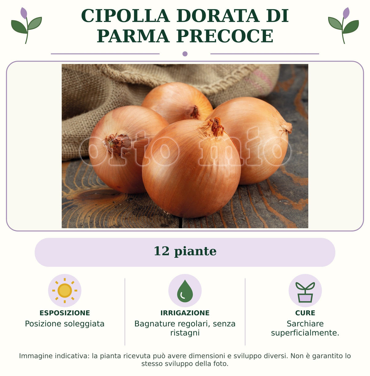 Cipolla Dorata di Parma precoce: 12 piante. Posizione soleggiata. Bagnature regolari, senza ristagni. Sarchiare superficialmente.. Immagine indicativa.