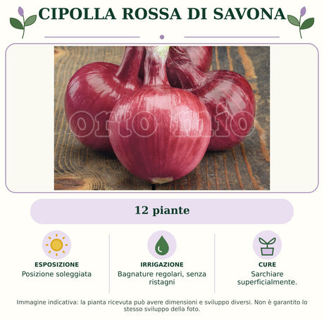Cipolla Rossa di Savona: 12 piante. Posizione soleggiata. Bagnature regolari, senza ristagni. Sarchiare superficialmente.. Immagine indicativa.