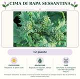 Cima di rapa sessantina: 12 piante. Posizione in pieno sole. Bagnature regolari, senza ristagni. Sarchiare e proteggere con TNT nei periodi freschi.. Immagine indicativa.