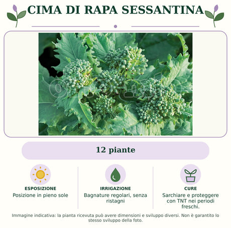 Cima di rapa sessantina: 12 piante. Posizione in pieno sole. Bagnature regolari, senza ristagni. Sarchiare e proteggere con TNT nei periodi freschi.. Immagine indicativa.