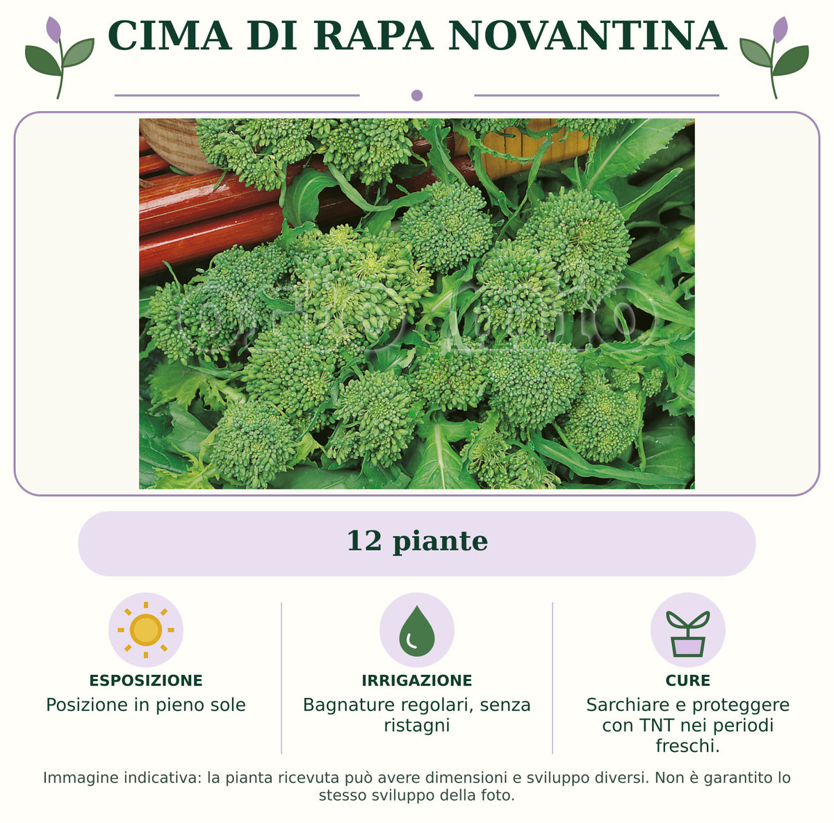 Cima di rapa novantina: 12 piante. Posizione in pieno sole. Bagnature regolari, senza ristagni. Sarchiare e proteggere con TNT nei periodi freschi.. Immagine indicativa.