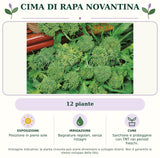 Cima di rapa novantina: 12 piante. Posizione in pieno sole. Bagnature regolari, senza ristagni. Sarchiare e proteggere con TNT nei periodi freschi.. Immagine indicativa.