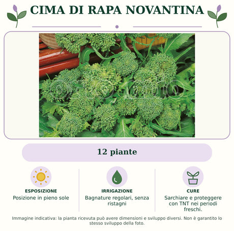 Cima di rapa novantina: 12 piante. Posizione in pieno sole. Bagnature regolari, senza ristagni. Sarchiare e proteggere con TNT nei periodi freschi.. Immagine indicativa.