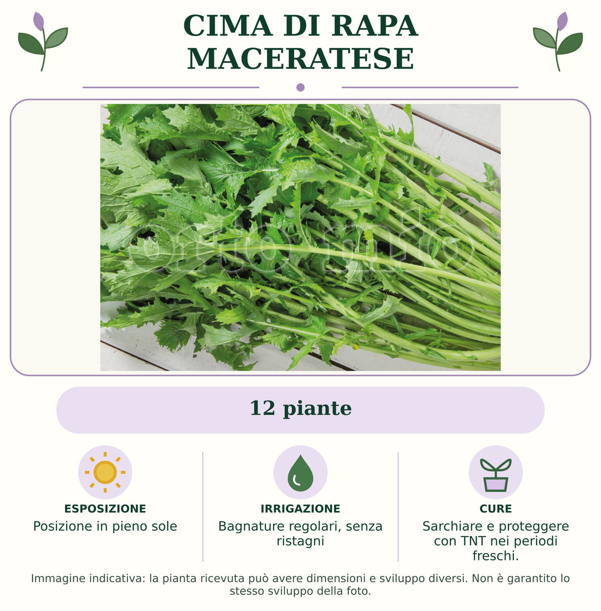 Cima di Rapa Maceratese: 12 piante. Posizione in pieno sole. Bagnature regolari, senza ristagni. Sarchiare e proteggere con TNT nei periodi freschi.. Immagine indicativa.