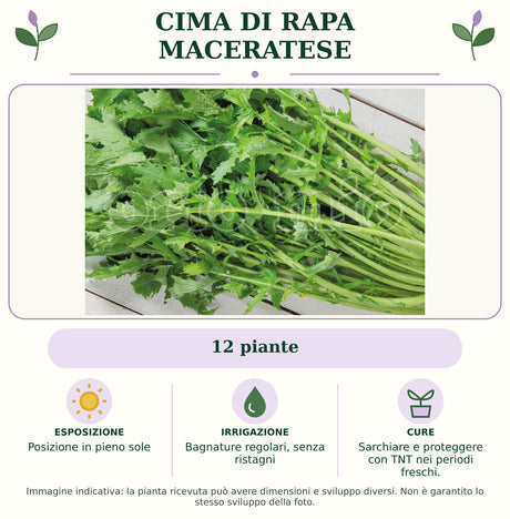 Cima di Rapa Maceratese: 12 piante. Posizione in pieno sole. Bagnature regolari, senza ristagni. Sarchiare e proteggere con TNT nei periodi freschi.. Immagine indicativa.
