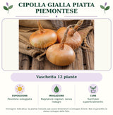 Cipolla gialla piatta piemontese: Vaschetta 12 piante. Posizione soleggiata. Bagnature regolari, senza ristagni. Sarchiare superficialmente.. Immagine indicativa.