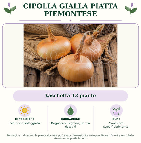 Cipolla gialla piatta piemontese: Vaschetta 12 piante. Posizione soleggiata. Bagnature regolari, senza ristagni. Sarchiare superficialmente.. Immagine indicativa.