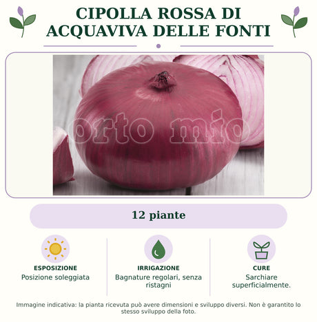 Cipolla Rossa di Acquaviva delle Fonti: 12 piante. Posizione soleggiata. Bagnature regolari, senza ristagni. Sarchiare superficialmente.. Immagine indicativa.
