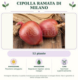 Cipolla ramata di Milano: 12 piante. Posizione soleggiata. Bagnature regolari, senza ristagni. Sarchiare superficialmente.. Immagine indicativa.